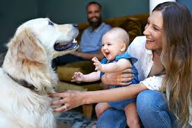 How To Introducing Pets to Baby